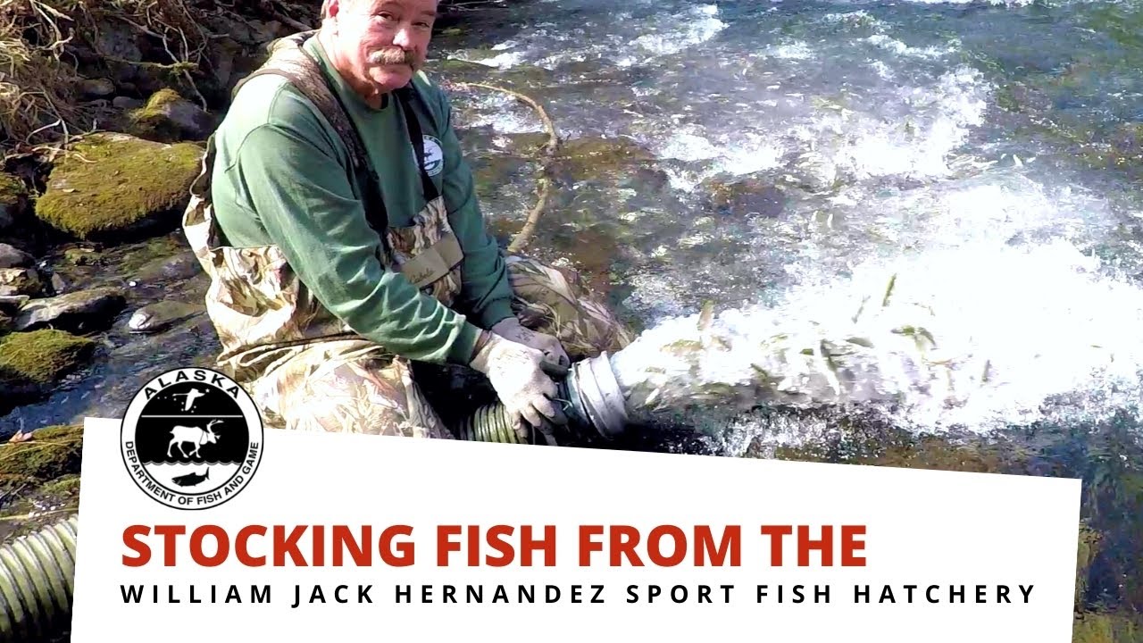 Stocking Fish from the William Jack Hernandez Sport Fish Hatchery