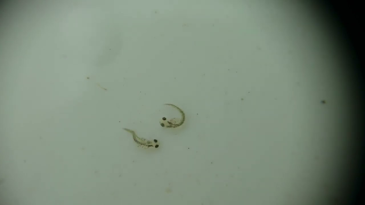 Koi Eggs, Koi Larva, Koi Fry