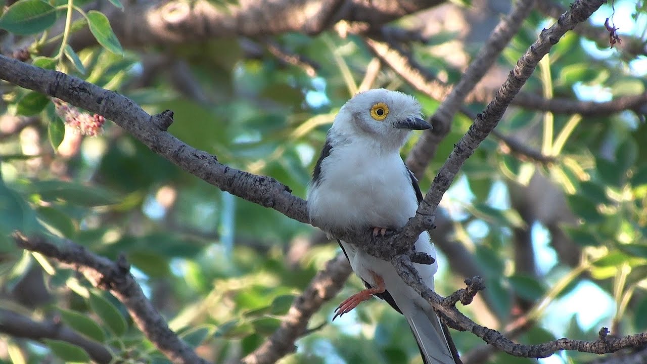 Birds of Northern South Africa part 5