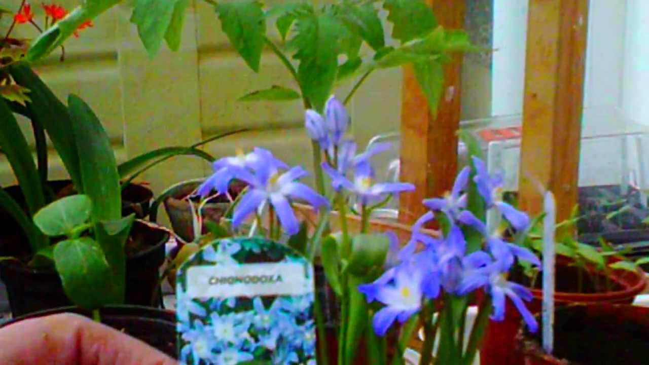 Chionodoxa,  'Glory of the Snow', blue Spring Alpine Bulb