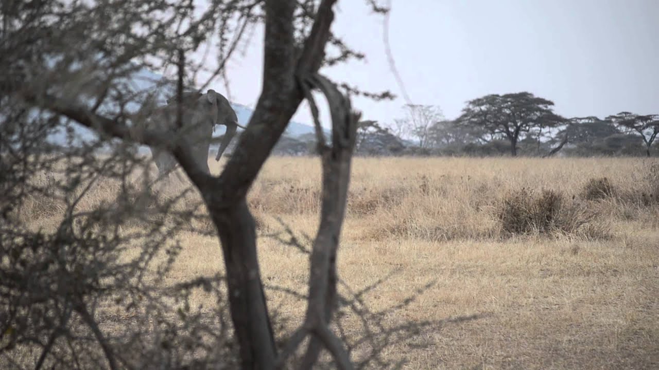 Lion surprised by elephant