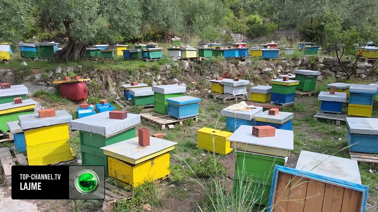 Top Channel/ Blet&euml;t gati p&euml;r dim&euml;r! Bletar&euml;t me k&euml;rkes&euml; t&euml; fort&euml;: Mjalti t&euml; &ccedil;ertifikohet