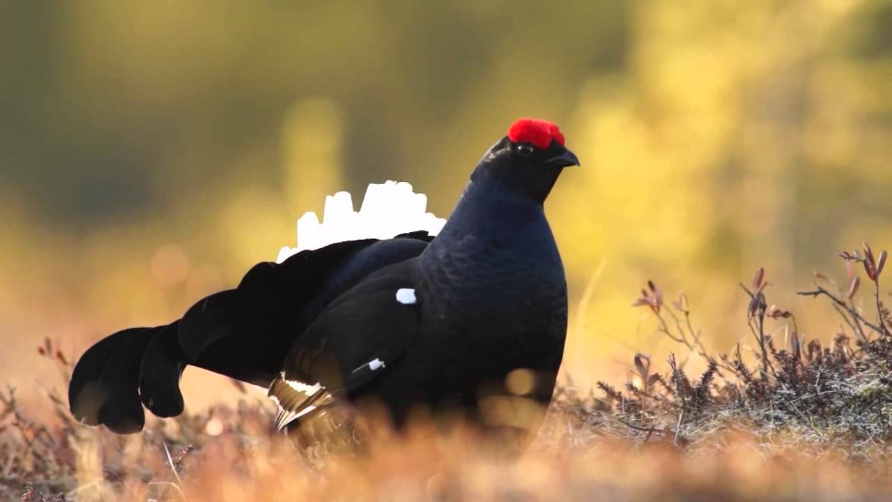 Birkhuhn Balz, Black Grouse, (Lyrurus tetrix oder auch Tetrao tetrix)