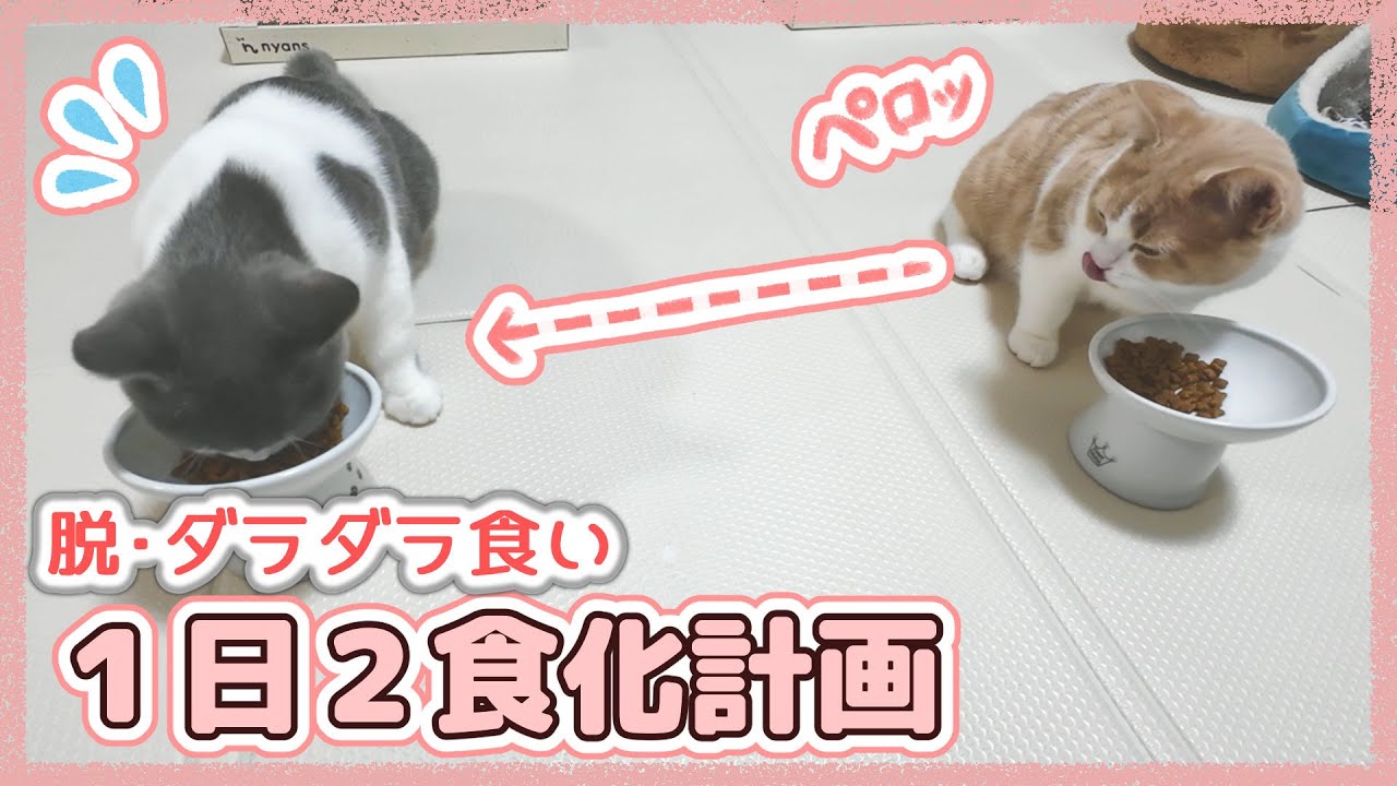 置きごはんを廃止して、１日２食への切り替えにチャレンジしました。