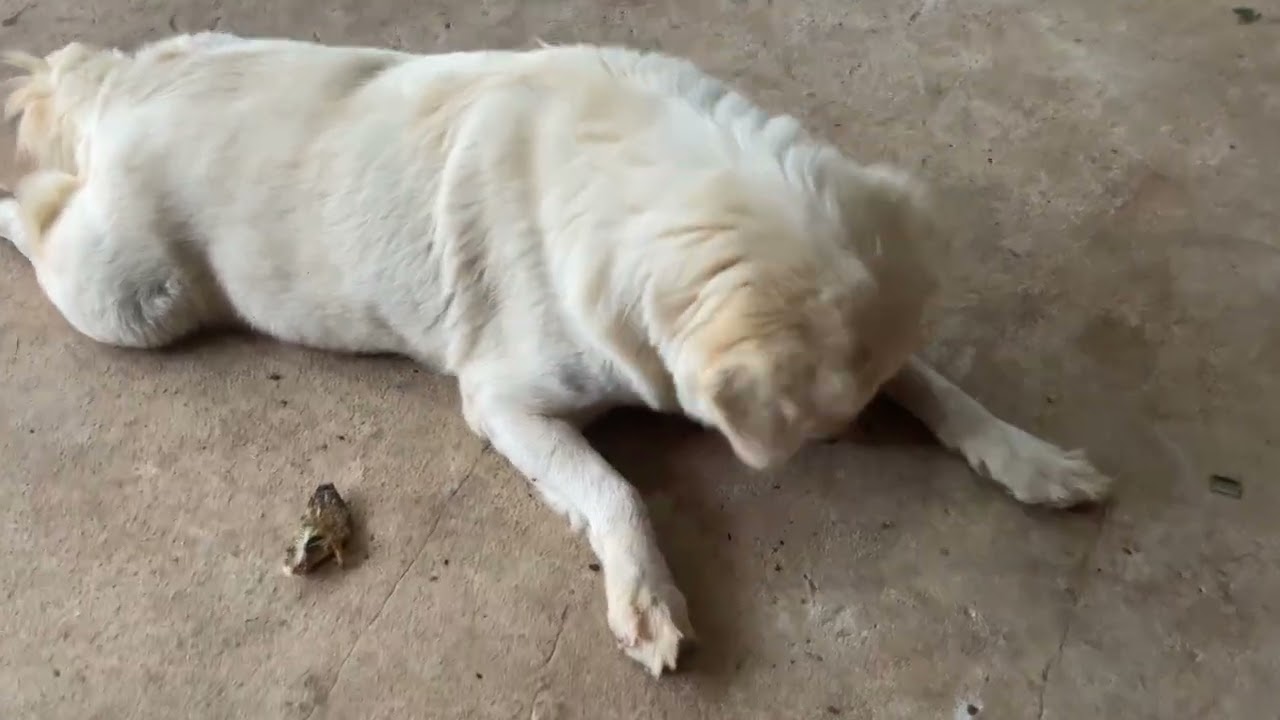 Home dog daily life Moshi and berry 