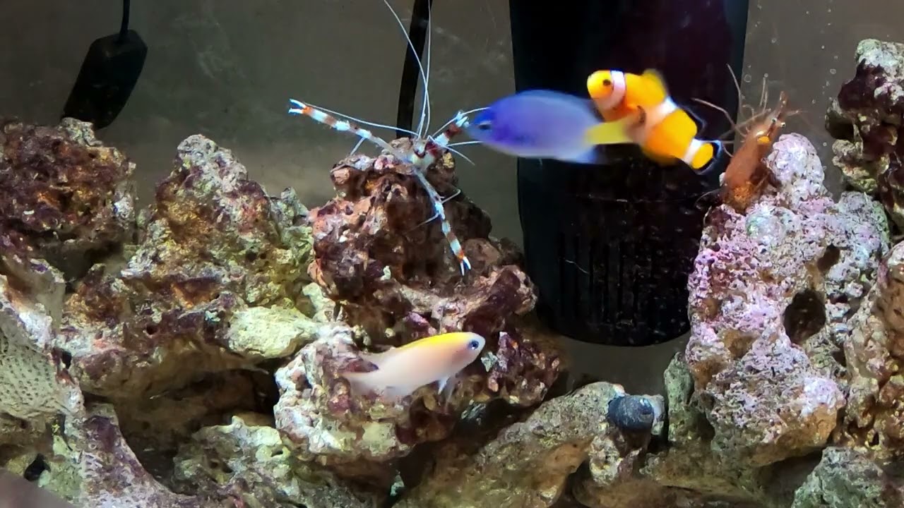 more Online Fish from Live Aquaria #liveaquaria