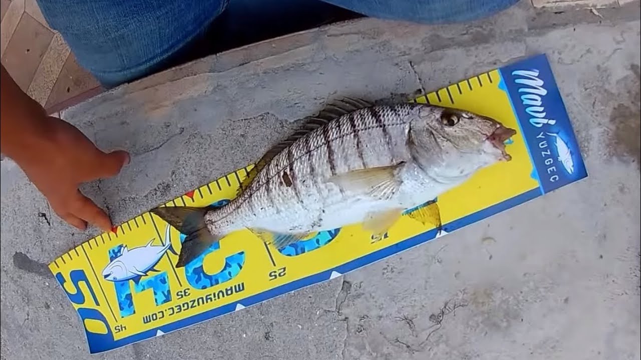 Güpe Gündüz Dev Mırmır Tutmanın En Kolay Yolu / 40 cm+ Dev Mırmırlar
