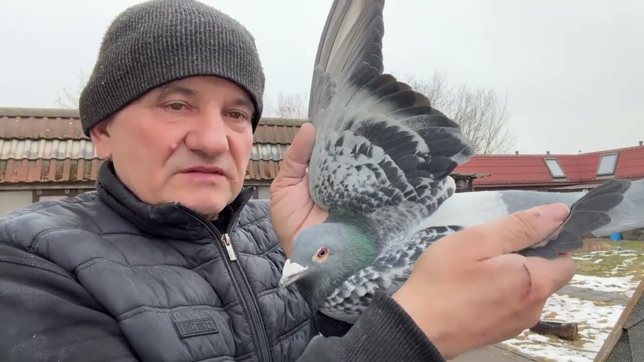 Gołębie Janssen-Van Lon , Pałka 1360,Generał,Mały Tom od Mistrza z Radzionkowa 513016809 Artur
