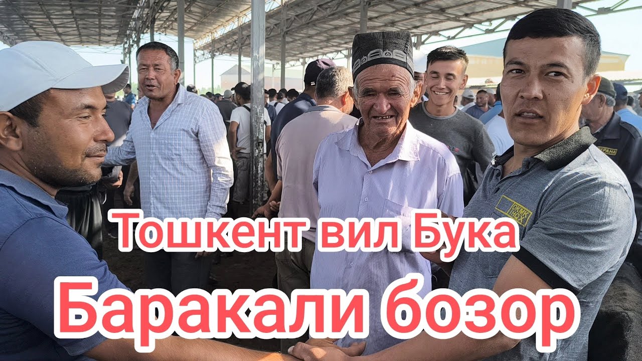 Тошкент вил Бука сорва бозори сигирлар  40 минутлик мазза киб корийлар 👍 естан чикмасин 29.06.2025
