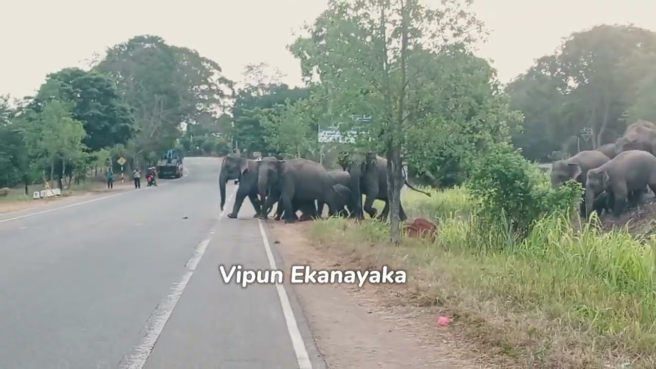 කාවන්තිස්ස ඇත් රජු පිරිවරාගෙන 200 අධික අලි රෑනක් ගමන් කරන ගල්ගමුවෙ අලි මංකඩ ♥️🐘 #කාවන්තිස්ස_ඇත්‍_රජු