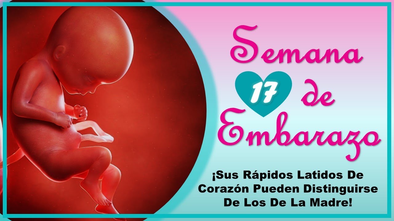 ❤️ SEMANA 17 DE EMBARAZO🤰 ❤️ ⏩  EMBARAZO SEMANA A SEMANA ⏩ Desarrollo y Evoluci&oacute;n del Beb&eacute; 👶🏻