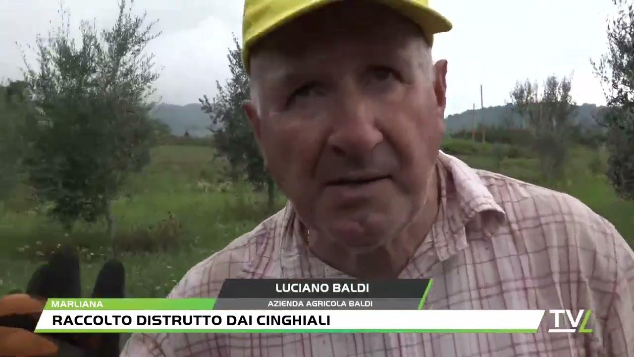 PATATA BATTUTA DAI CINGHIALI