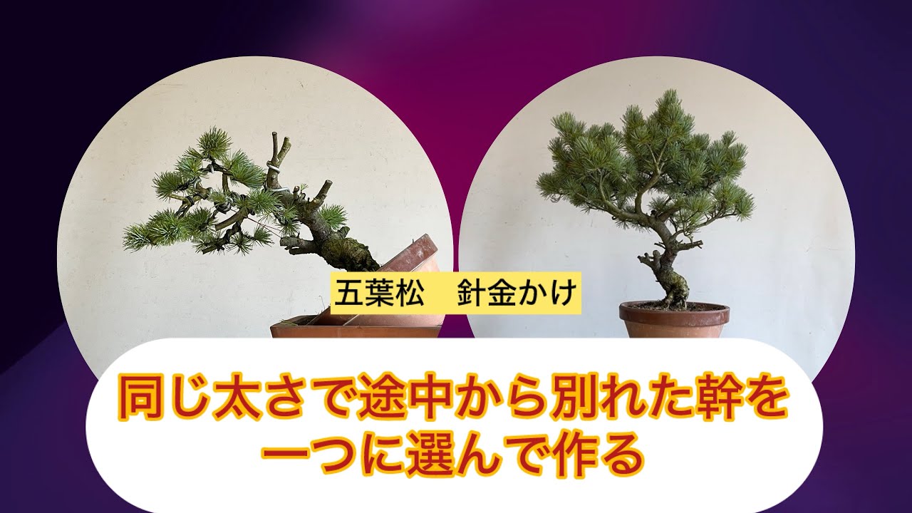 盆栽　五葉松　針金かけ　途中から同じ太さで別れる幹