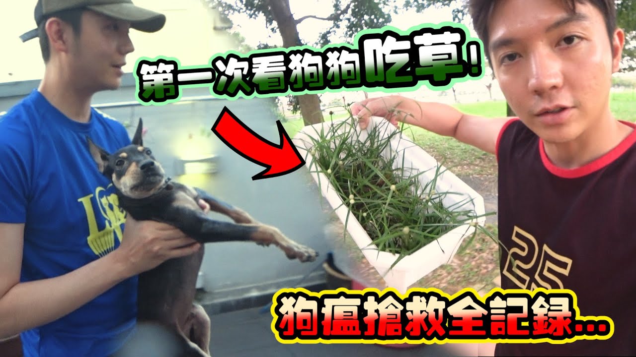 狗狗竟然會吃草救自己！狗瘟癱瘓搶救全記錄！我們絕對不會放棄Steady！