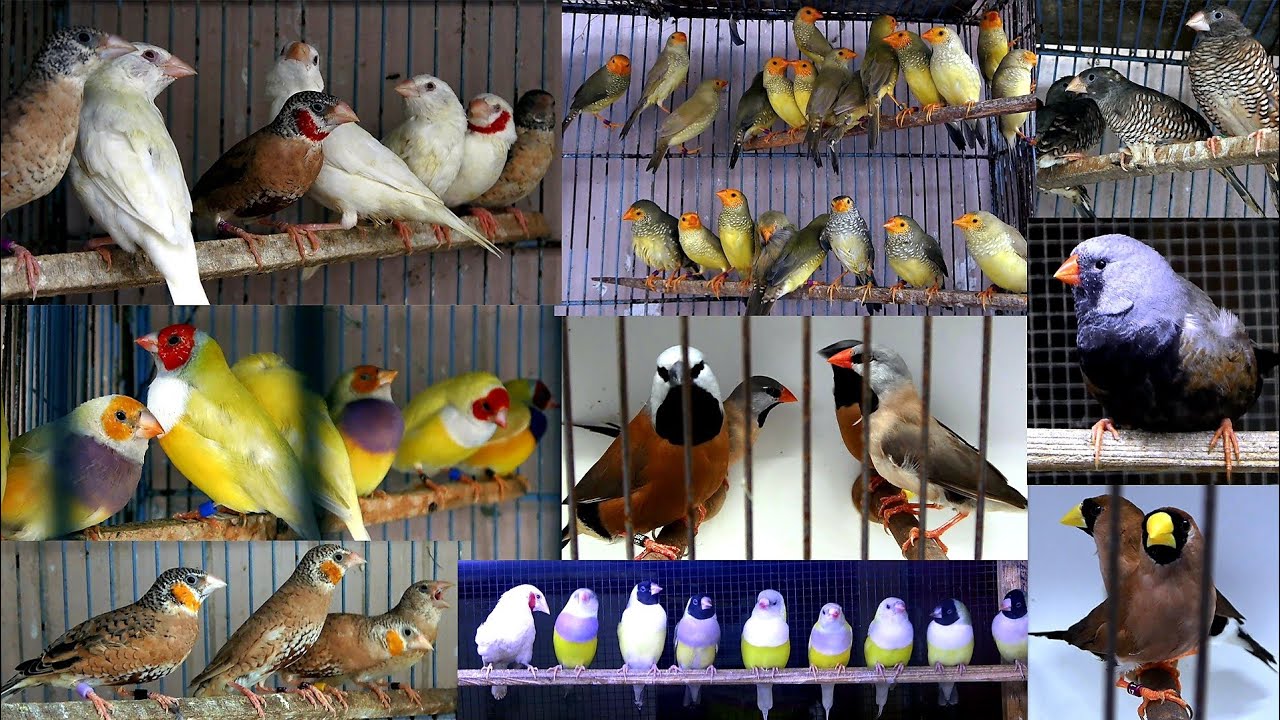 Rare Exotic Finches Mutation Imported Breed Exhibition Size Finch