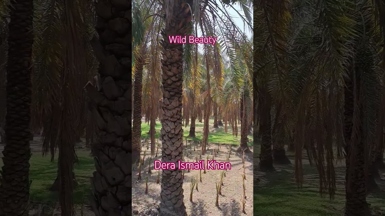 Wild Beauty | Dera Ismail Khan Dates Trees