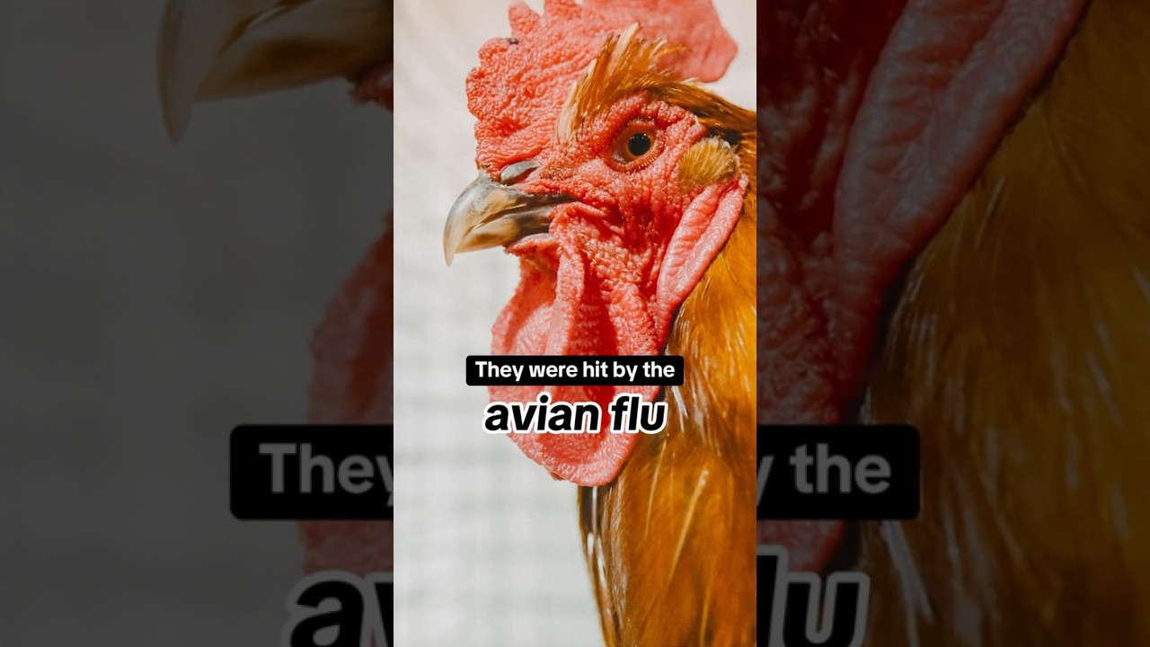 250,000+ animals euthanized in California county amid avian flu #shorts