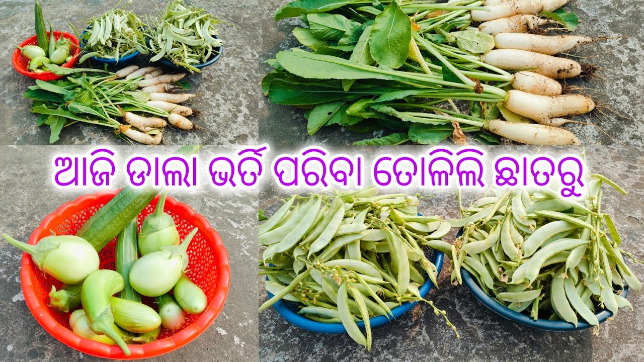 ଆଜି କଲି ଛାତରୁ bumper harvesting ଶିମ୍ବ ର//organic vegetables harvesting from terrace 