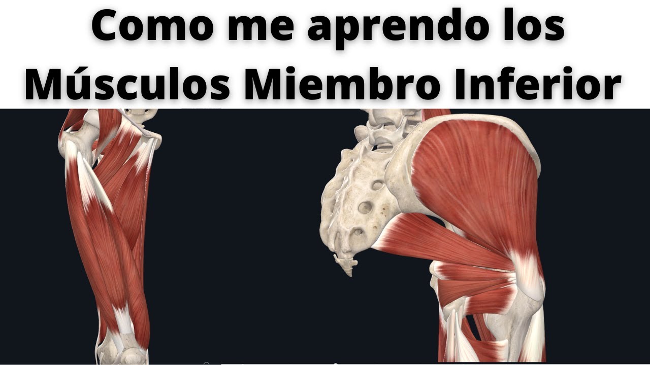 COMO APRENDERTE LOS MÚSCULOS DEL MIEMBRO INFERIOR