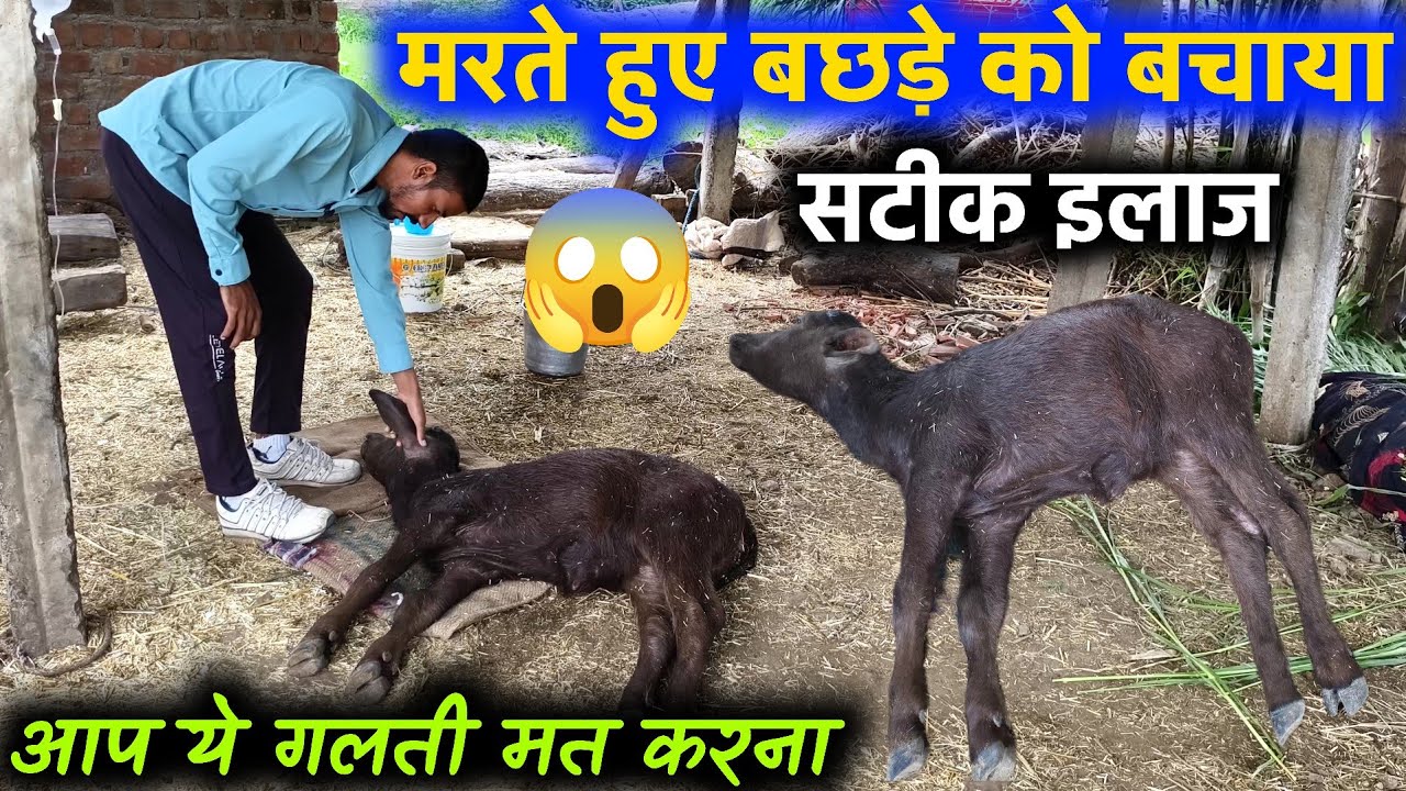 मरते हुए बछड़े को बचाया😱 Vitamin B1 Deficiency | hypomegnesmia| Calf near to death | Dr hada !