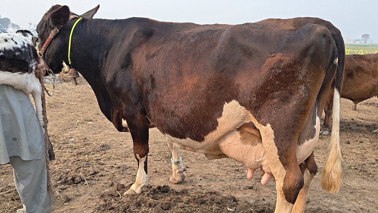 Friesian chulstani cross cow for sale | 04/02/2026