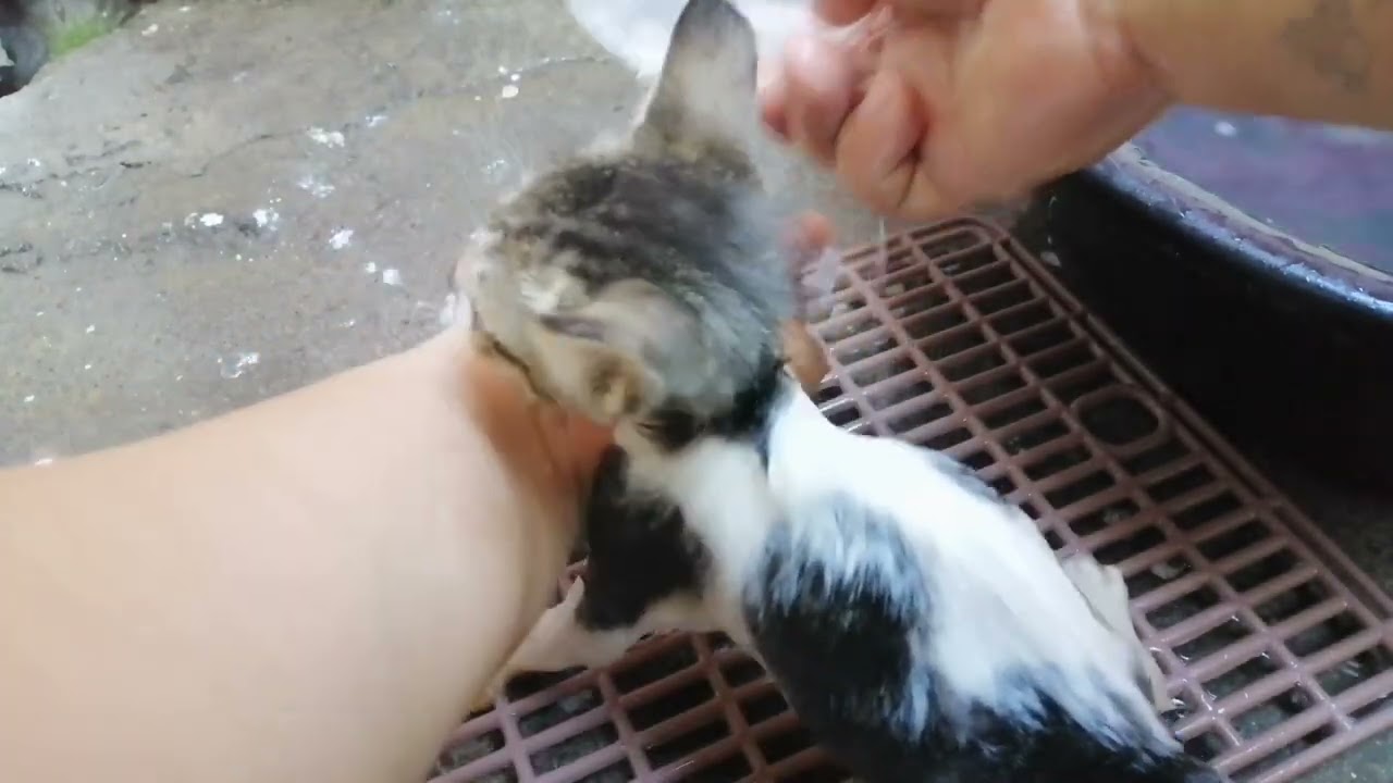 Rescued kitten first bath | MYCOCIDE Shampoo
