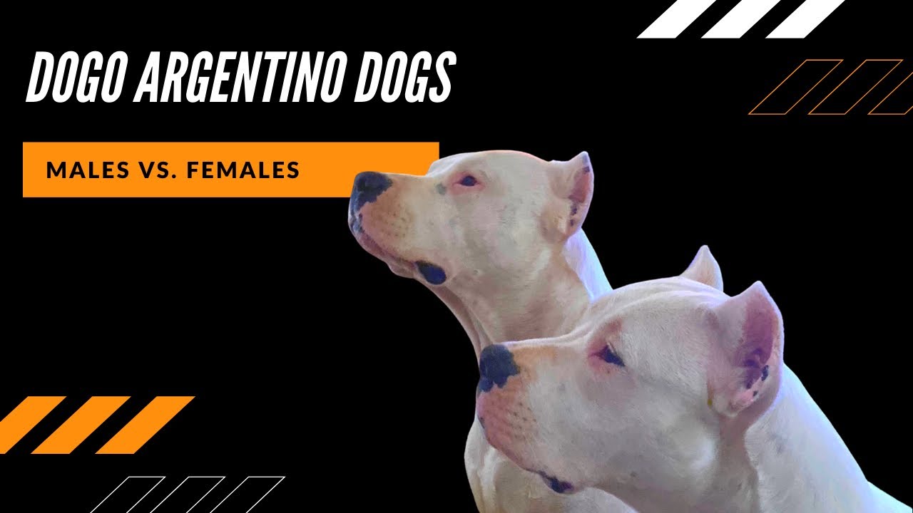 DIFFERENCES BETWEEN MALE AND FEMALE DOGO ARGENTINOS