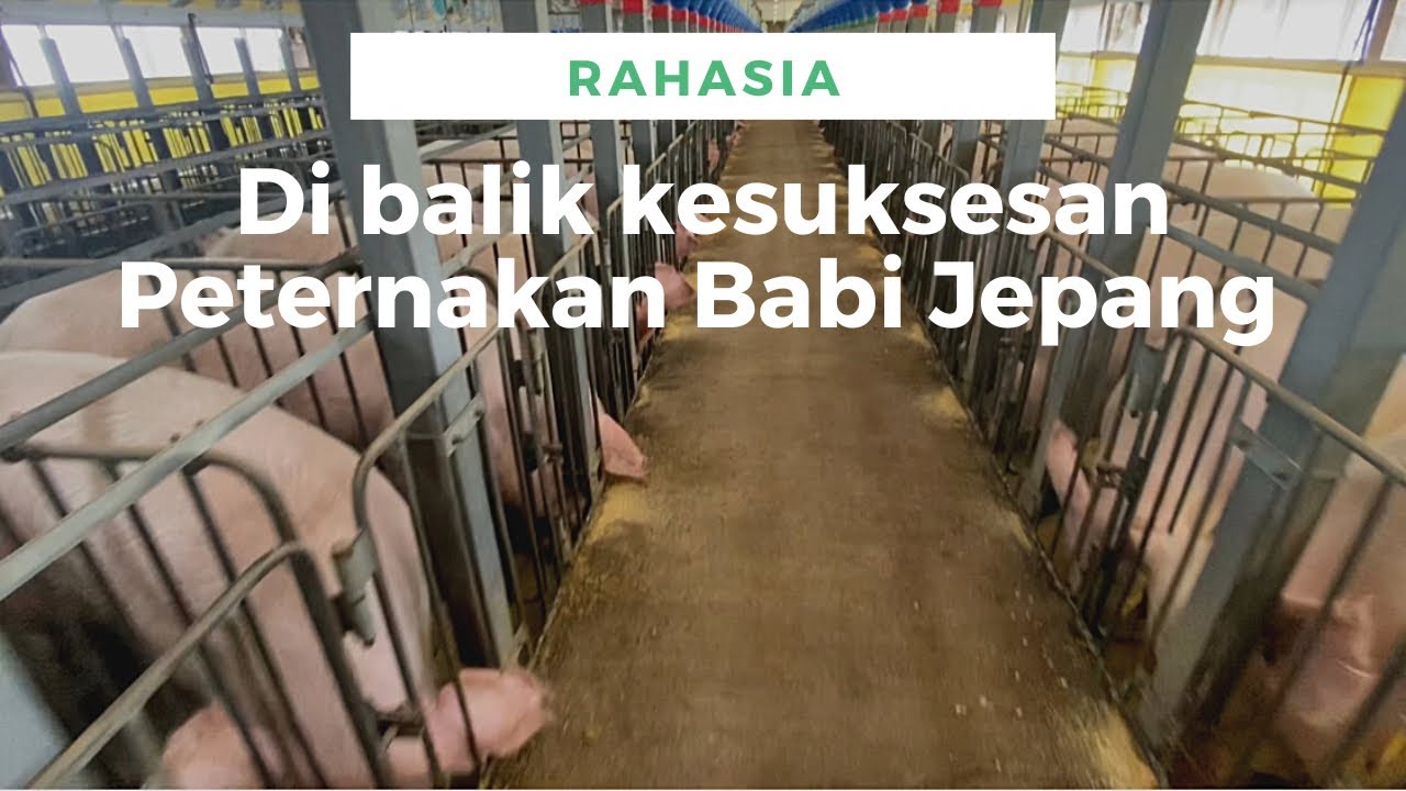 Rahasia Di balik Kesuksesan Peternakan Babi Jepang…!!!