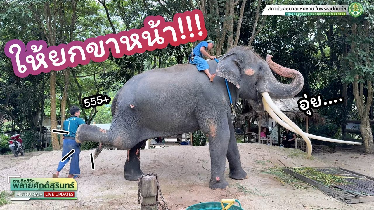 ตามติดชีวิต #พลายศักดิ์สุรินทร์ 9 ก.ย. 2568 วันนี้มาโชว์ท่ากายบริหารใหม่ ครั้งแรกก็จะเบลอๆ มึนๆหน่อย