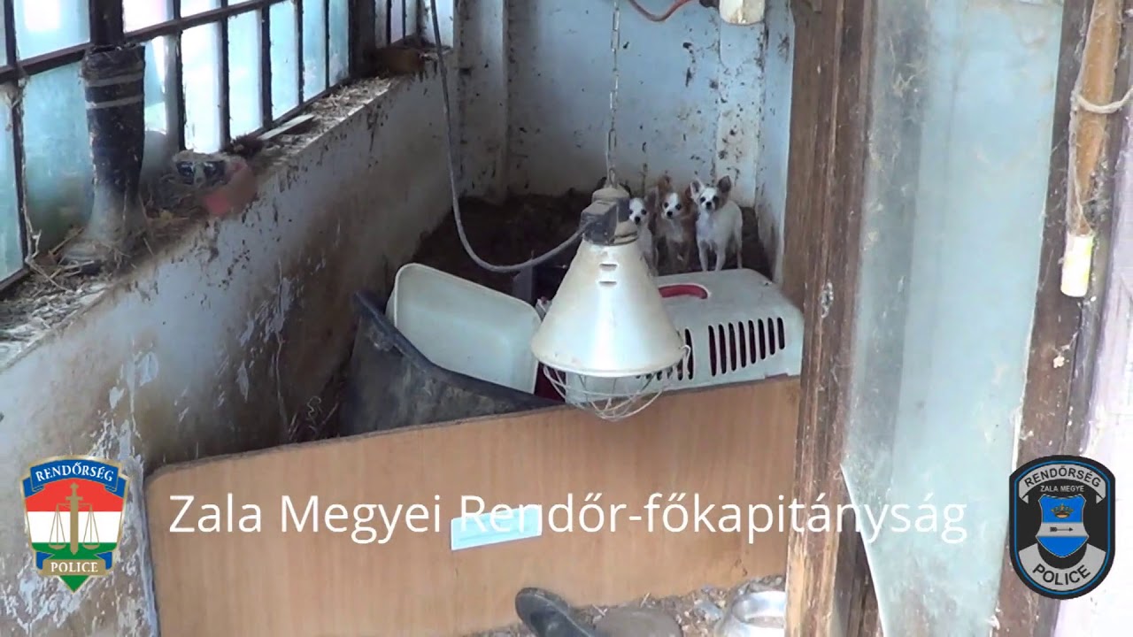 ELŐZETES - Társaik tetemével etették a kimentett kutyákat