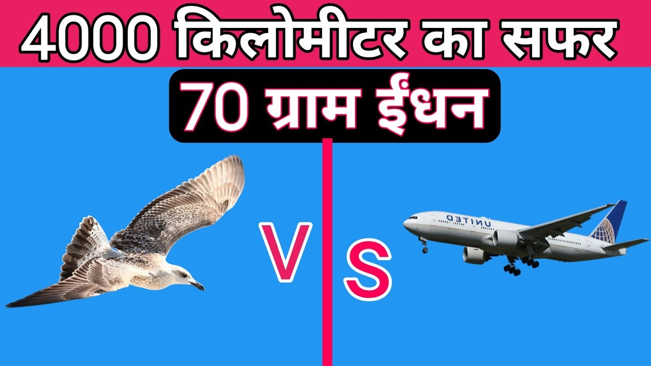 गोल्डन पलोवर का प्रवास |Migration of American Golden Plover Birds| Specific Plover