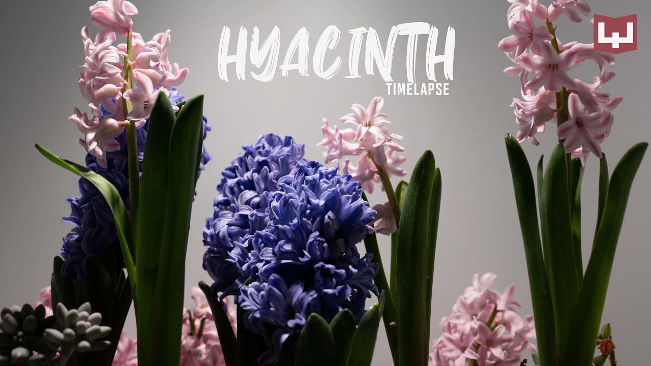 Hyacinth Timelapse | 히야신스 타임랩스 2023