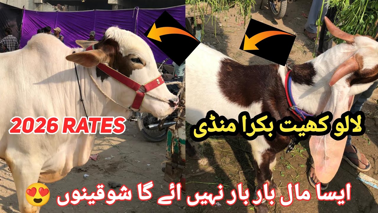 Sunday Lalukhet Bakra Mandi Karachi lasted rates update 88 February 2026#bakramandi #cattlemarket 