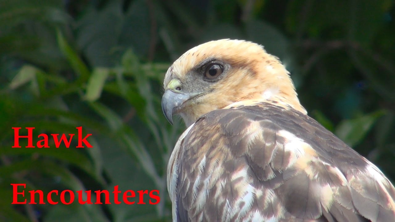 Hawaiian Hawk Rare Golden Color Phase ? and My Encounter With It