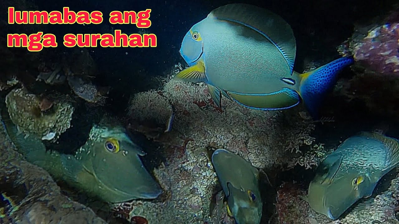ep652 lumabas na ang mga surahan night spearfishing Philippines 