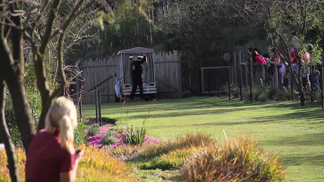 San Diego Zoo Safari Park Cheetah Run 2012.mov