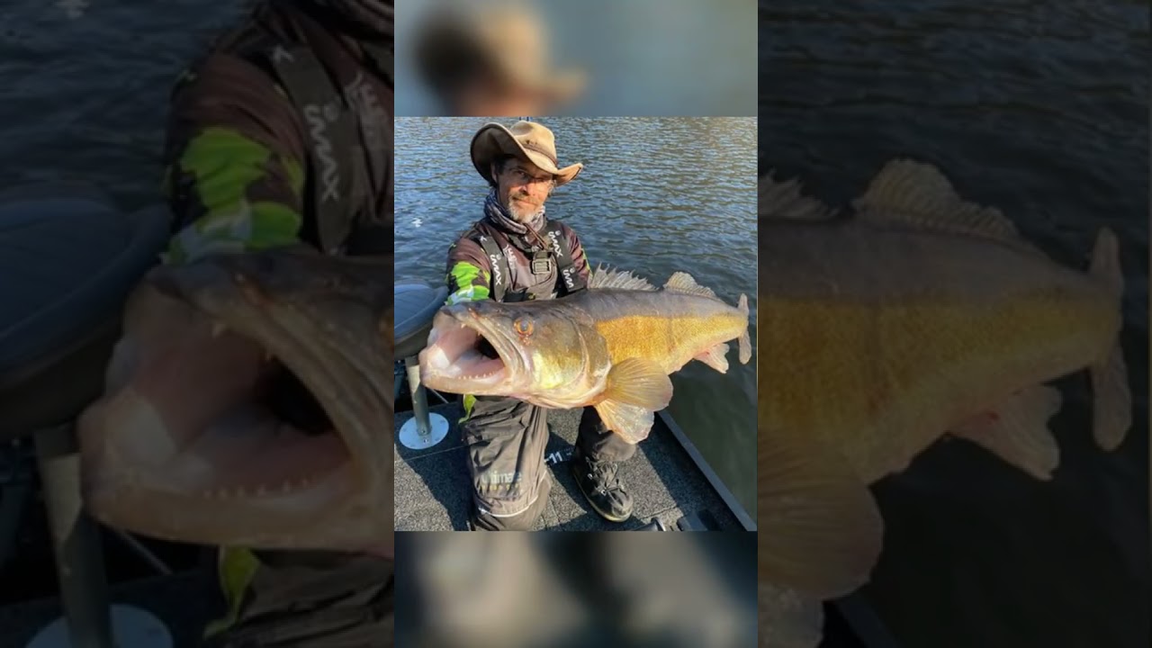 Les Poissons Record De France pt2 #france #p&ecirc;che #p&ecirc;che #p&ecirc;cheurs #p&ecirc;cheurs #record
