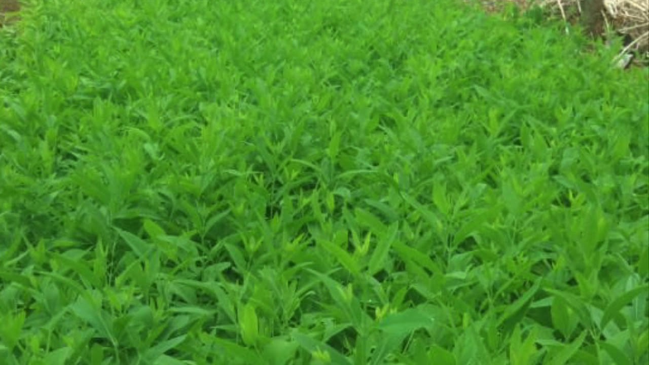 Use High Quality Seeds And Build Your Promising Nursery