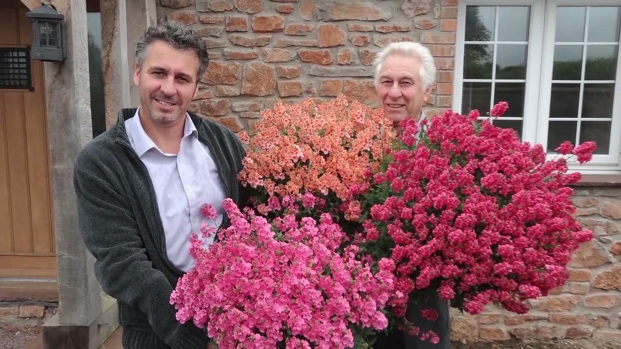 PlantHaven Video - Nemesia PENHOW® CHERRY™ Collection