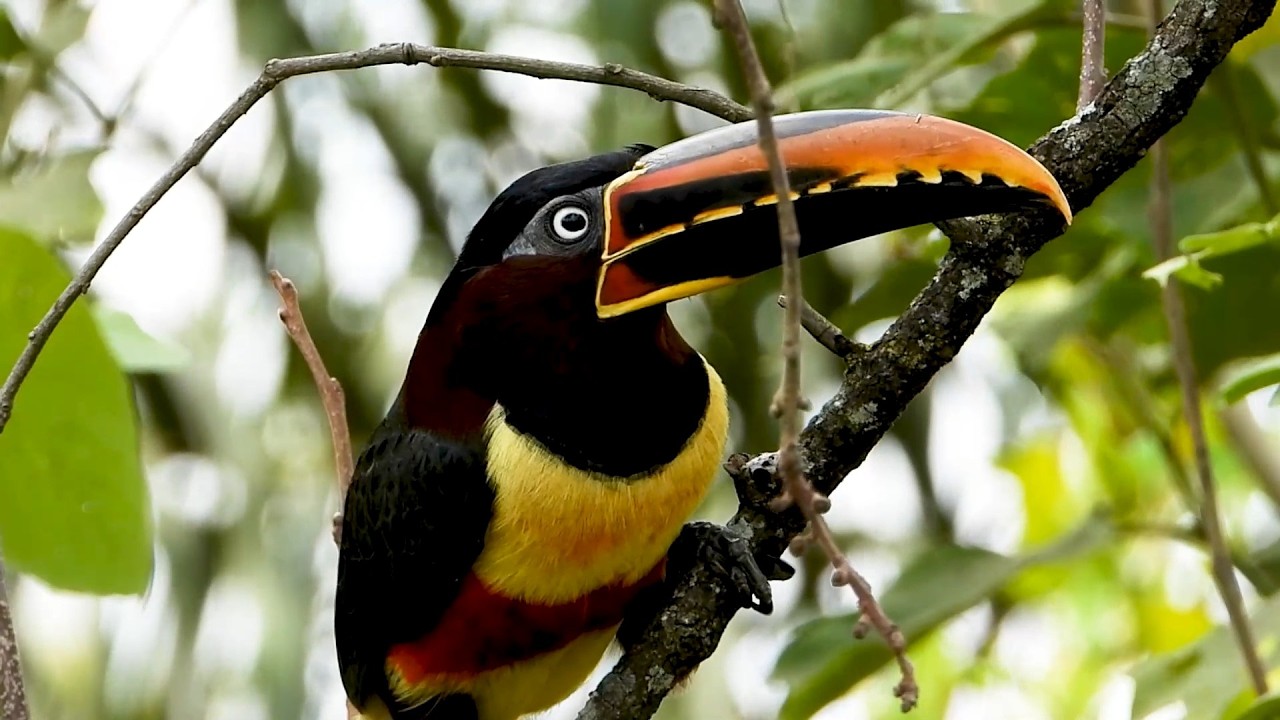 Chestnut-eared Aracari: Suspicious, He fled discreetly! (Pteroglossus castanotis) Araçari-castanho