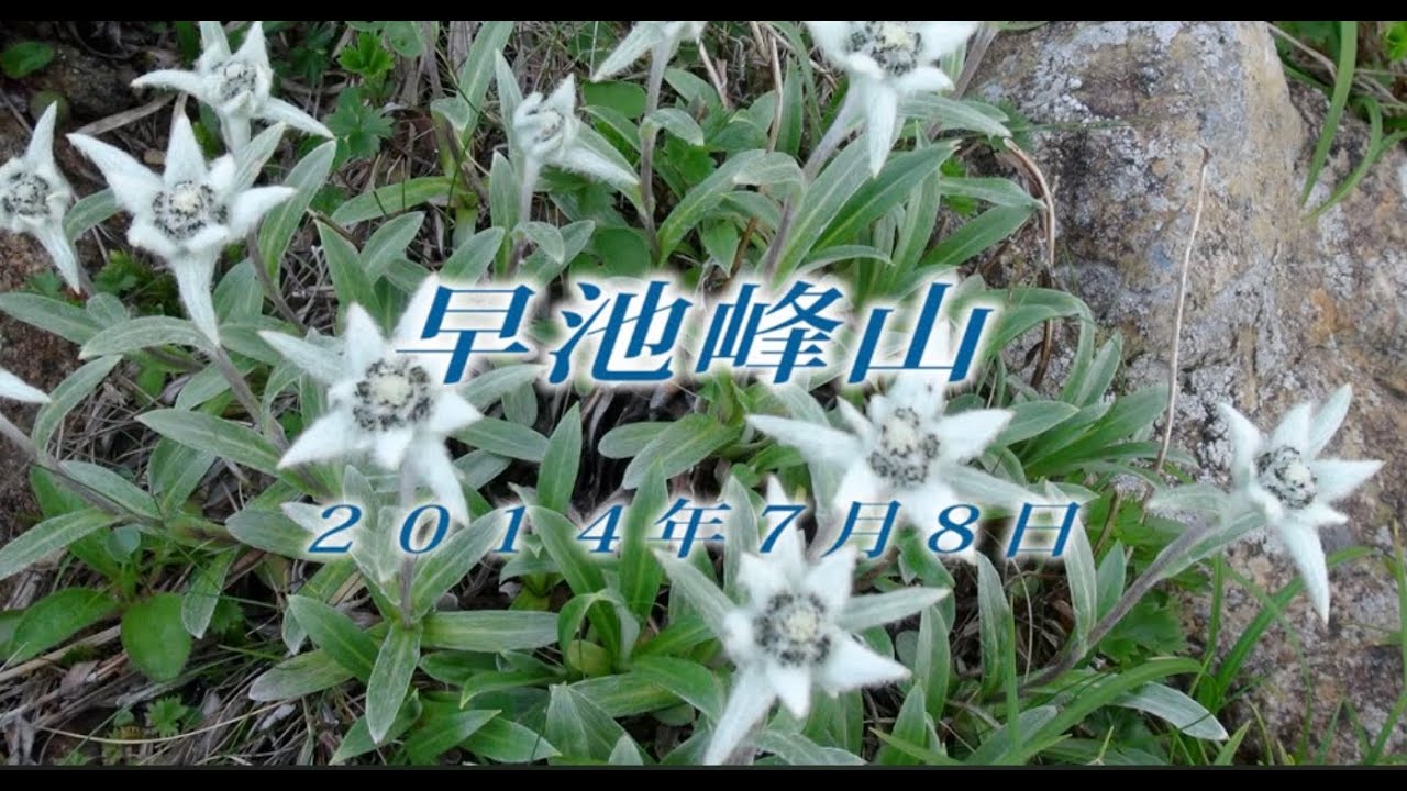 83 東北 早池峰山8月 2014年7月8日 - 生物多様性体験保全センター 高山植物を主とした野生植物の映像集