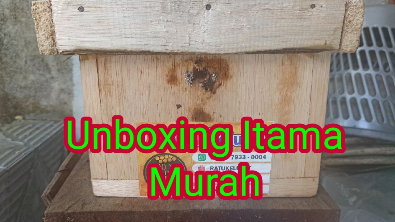 Unboxing Koloni Itama Murah
