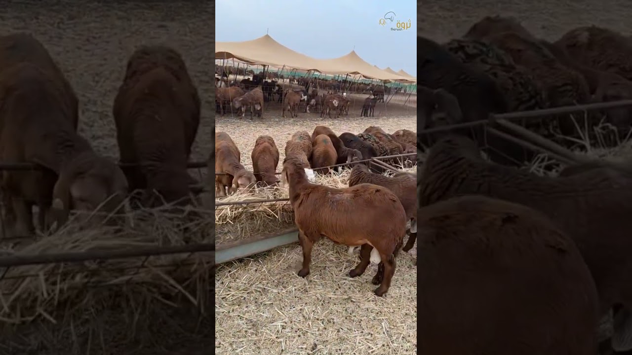 مشروع تسمين السواكن ٢