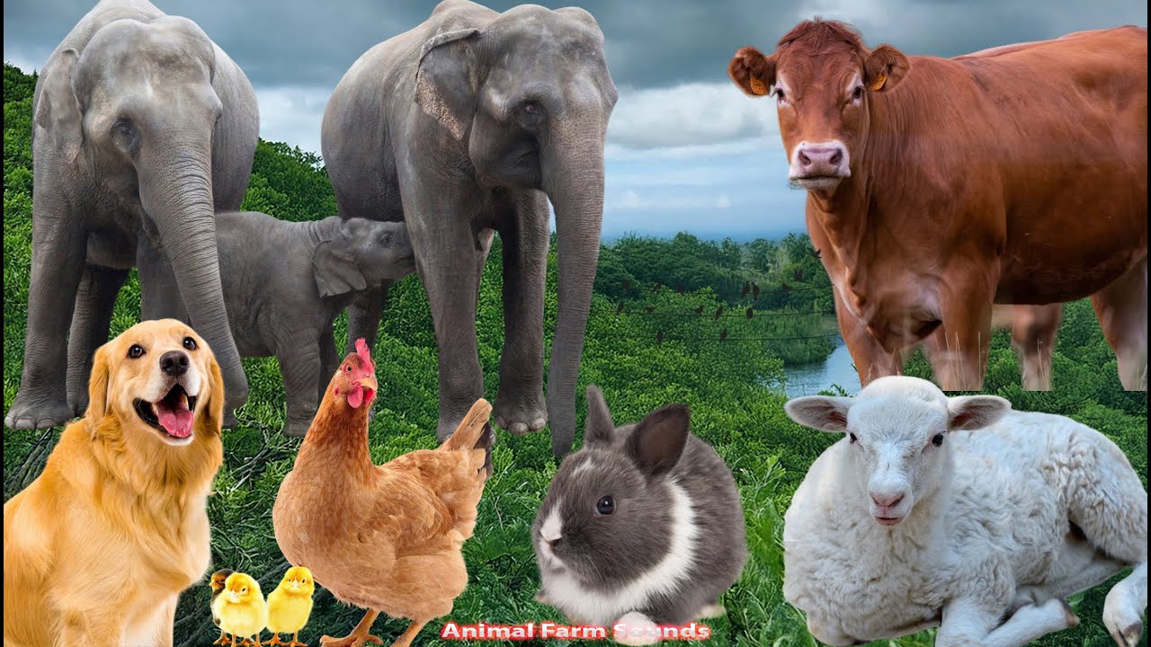 Farm Animal Sounds: Cow, Sheep, Cat, Dog, Chicken, Elephant – Animal Sounds