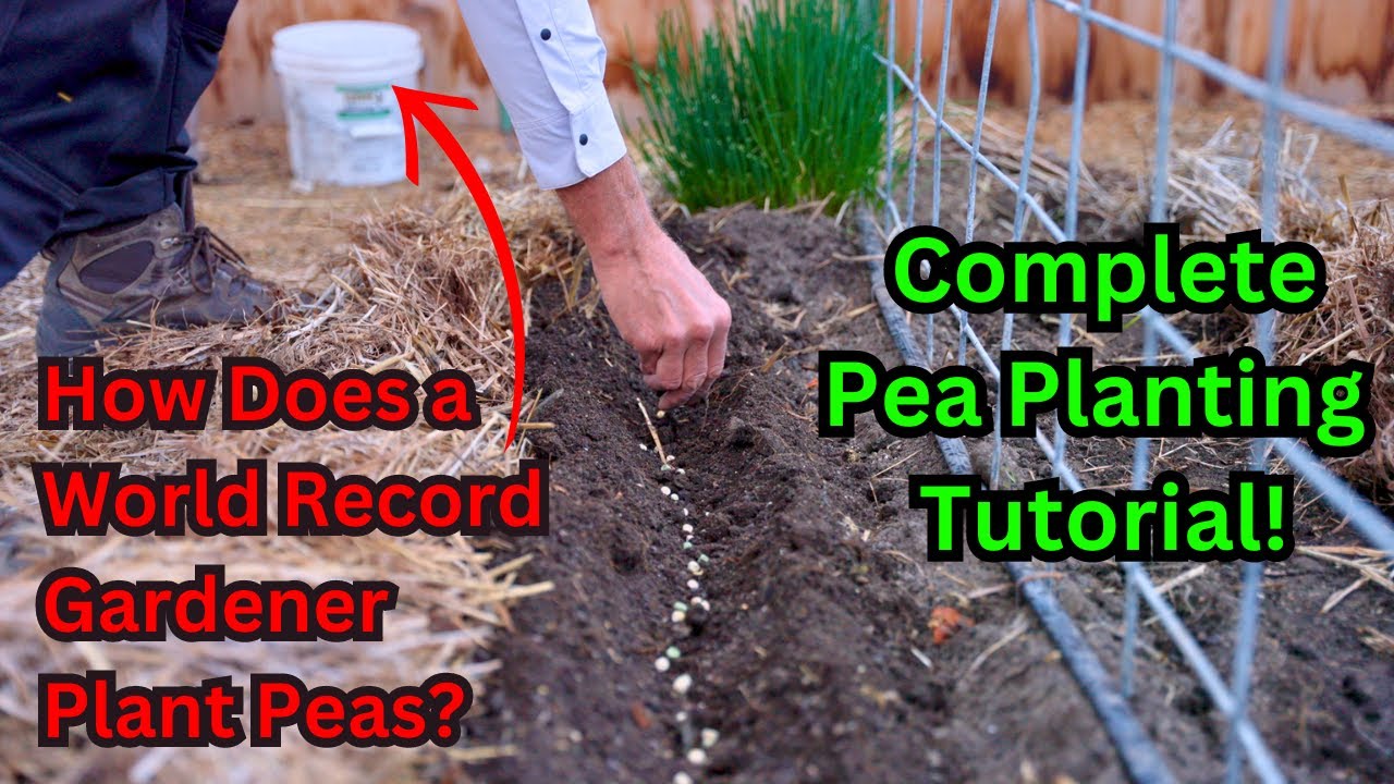 Watch This Before Planting Peas! World Record Gardener's Secrets To Growing Sweet Peas! Tutorial