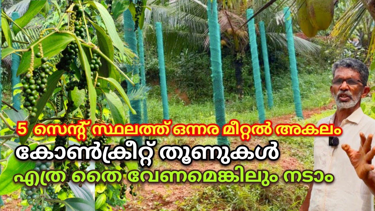 കുരുമുളക് തൈകൾ നഴ്സറിയിൽ നിന്ന് കിട്ടുന്നത് ഒറിജിനലാണോ,ഇതൊന്നു കണ്ടു നോക്കു നല്ല തൈകൾ മനസ്സിലാക്കാം