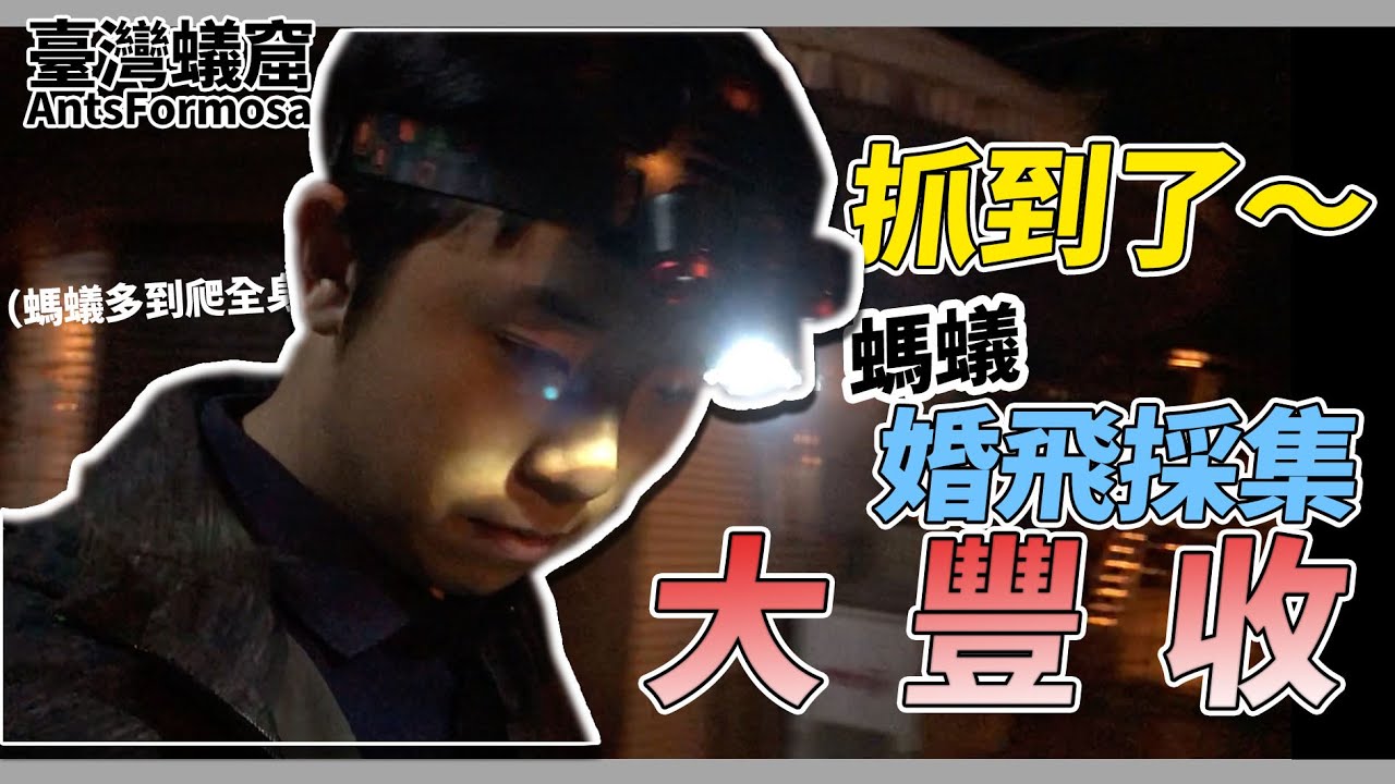 抓到蟻后了？大飛！隨便撿一大堆？｜採集婚飛實錄part2｜【臺灣蟻窟】