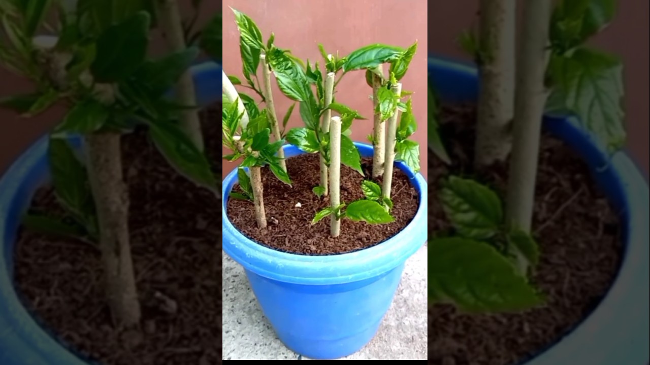 Cutting Grow In Pot #farming #garden #music #sound #gardening