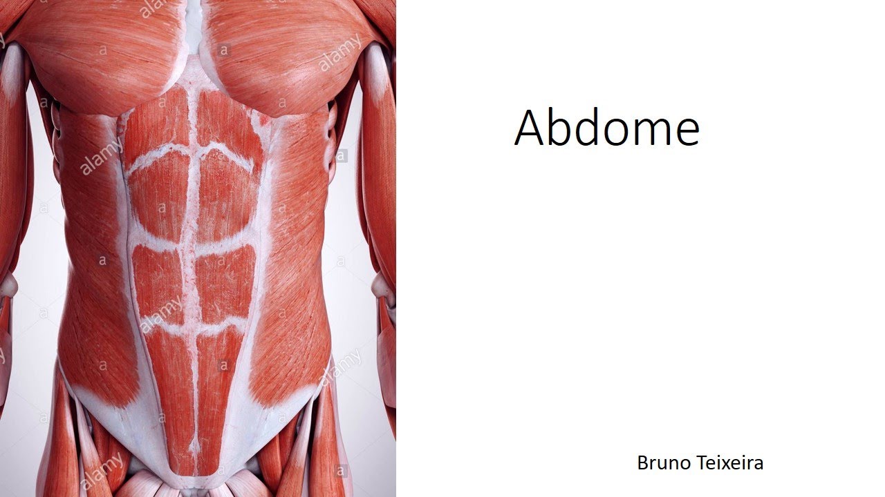 Abdome - Bainha do m. Reto Abdominal e Face Interna da Parede Anterolateral do Abdome