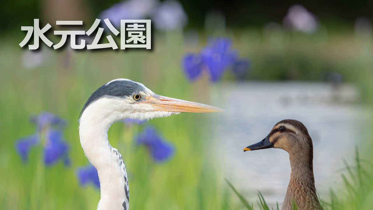 ちびガモ見るまで帰れませんin水元公園 アオサギ菖蒲園とオオヨシキリの鳴き声 そしてやっぱりカモは最高